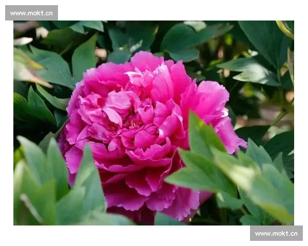 以国色芳华为镜映照盛世风华绽放东方美学之光